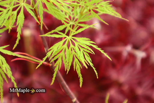 Acer palmatum 'Emerald Lace' Japanese Maple - Mr Maple │ Buy Japanese Maple Trees