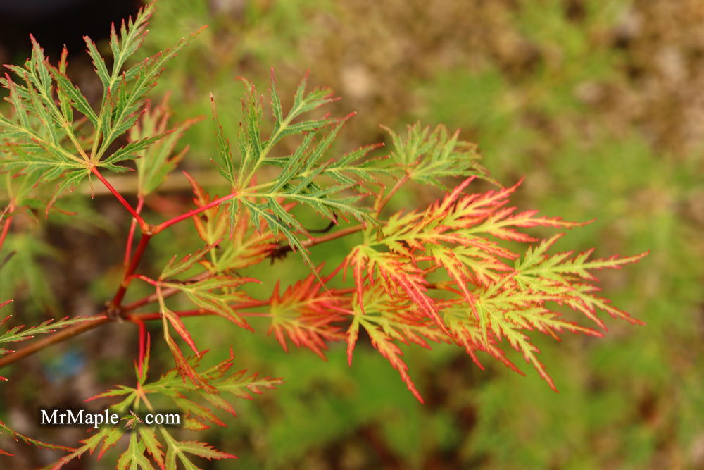 - Acer palmatum 'Emerald Lace' Japanese Maple - Mr Maple │ Buy Japanese Maple Trees