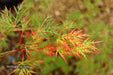 - Acer palmatum 'Emerald Lace' Japanese Maple - Mr Maple │ Buy Japanese Maple Trees