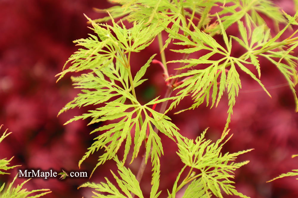 - Acer palmatum 'Emerald Lace' Japanese Maple - Mr Maple │ Buy Japanese Maple Trees