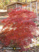 - Acer palmatum 'Emerald Lace' Japanese Maple - Mr Maple │ Buy Japanese Maple Trees