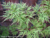 - Acer palmatum 'Emerald Lace' Japanese Maple - Mr Maple │ Buy Japanese Maple Trees