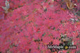 - Acer palmatum 'Emerald Lace' Japanese Maple - Mr Maple │ Buy Japanese Maple Trees