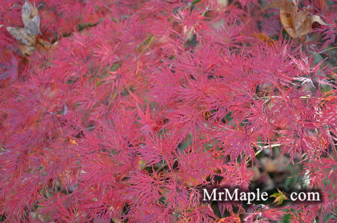 - Acer palmatum 'Emerald Lace' Japanese Maple - Mr Maple │ Buy Japanese Maple Trees