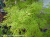 - Acer palmatum 'Emerald Lace' Japanese Maple - Mr Maple │ Buy Japanese Maple Trees