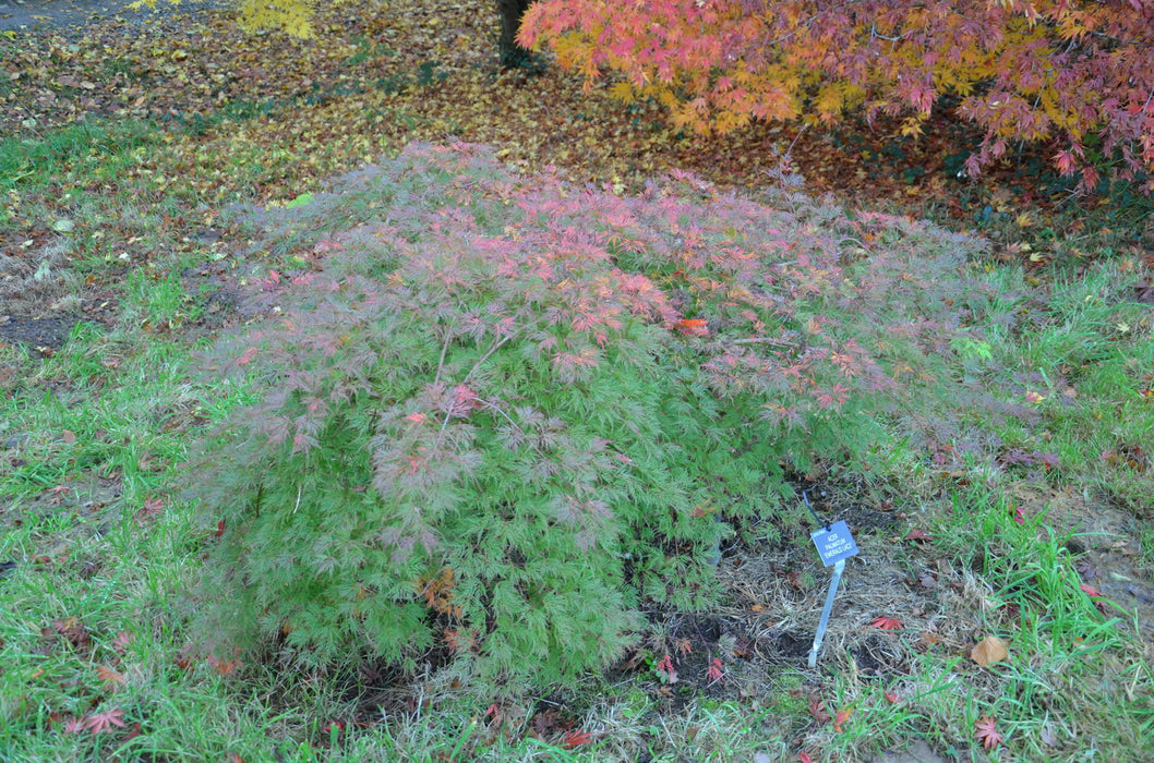 - Acer palmatum 'Emerald Lace' Japanese Maple - Mr Maple │ Buy Japanese Maple Trees