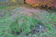 - Acer palmatum 'Emerald Lace' Japanese Maple - Mr Maple │ Buy Japanese Maple Trees