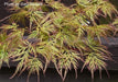 - Acer palmatum 'Emerald Lace' Japanese Maple - Mr Maple │ Buy Japanese Maple Trees