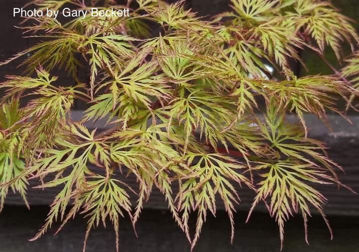 - Acer palmatum 'Emerald Lace' Japanese Maple - Mr Maple │ Buy Japanese Maple Trees