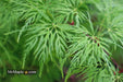 - Acer palmatum 'Emerald Lace' Japanese Maple - Mr Maple │ Buy Japanese Maple Trees