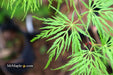 - Acer palmatum 'Emerald Lace' Japanese Maple - Mr Maple │ Buy Japanese Maple Trees