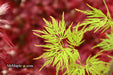 - Acer palmatum 'Emerald Lace' Japanese Maple - Mr Maple │ Buy Japanese Maple Trees