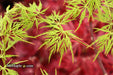 - Acer palmatum 'Emerald Lace' Japanese Maple - Mr Maple │ Buy Japanese Maple Trees