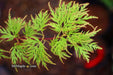 - Acer palmatum 'Emerald Lace' Japanese Maple - Mr Maple │ Buy Japanese Maple Trees