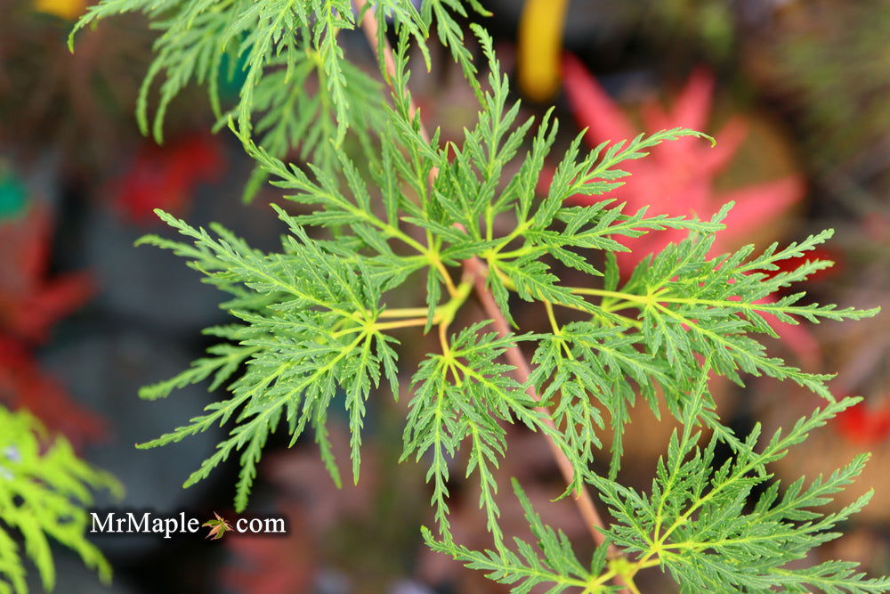 - Acer palmatum 'Emerald Lace' Japanese Maple - Mr Maple │ Buy Japanese Maple Trees