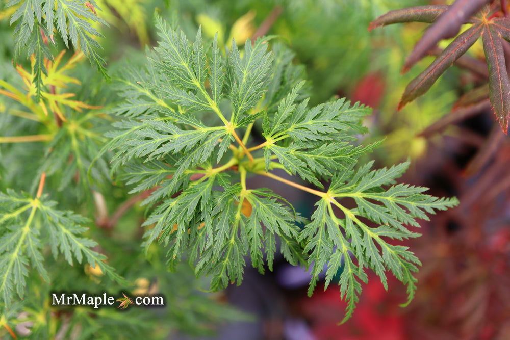 - Acer palmatum 'Emerald Lace' Japanese Maple - Mr Maple │ Buy Japanese Maple Trees