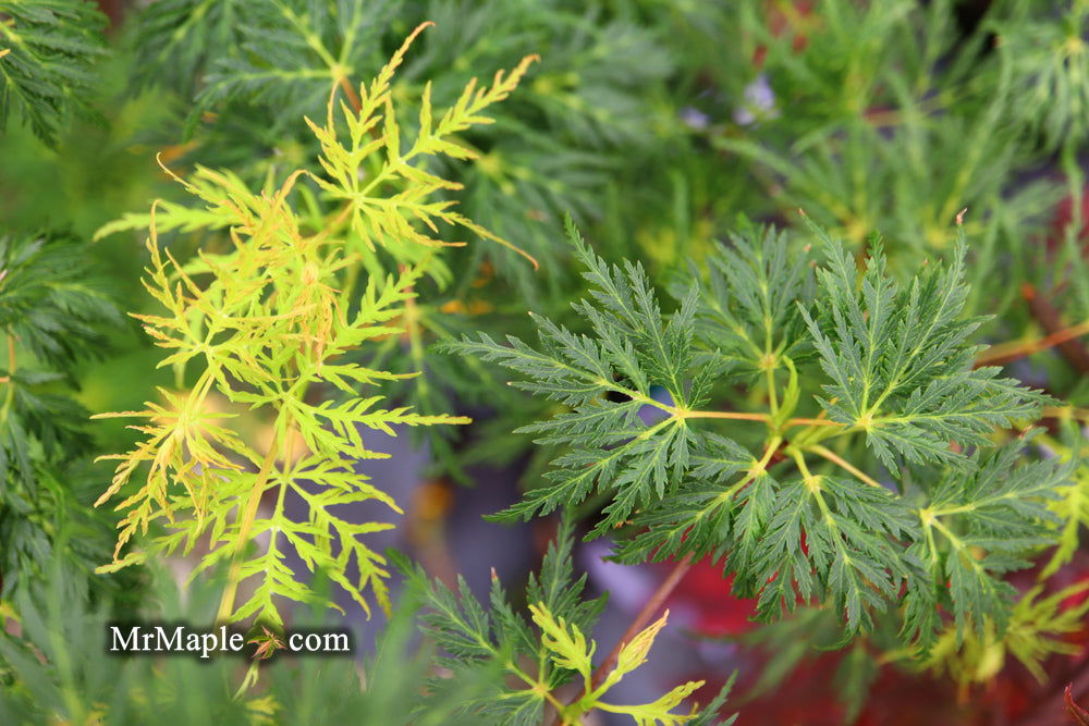 - Acer palmatum 'Emerald Lace' Japanese Maple - Mr Maple │ Buy Japanese Maple Trees