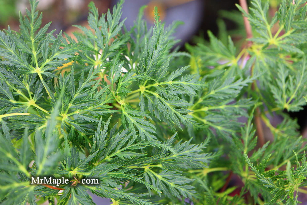 - Acer palmatum 'Emerald Lace' Japanese Maple - Mr Maple │ Buy Japanese Maple Trees