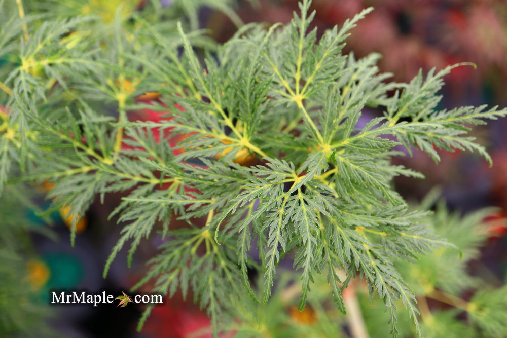 - Acer palmatum 'Emerald Lace' Japanese Maple - Mr Maple │ Buy Japanese Maple Trees