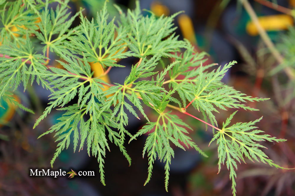 - Acer palmatum 'Emerald Lace' Japanese Maple - Mr Maple │ Buy Japanese Maple Trees