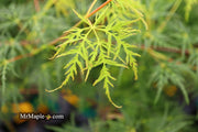 - Acer palmatum 'Emerald Lace' Japanese Maple - Mr Maple │ Buy Japanese Maple Trees