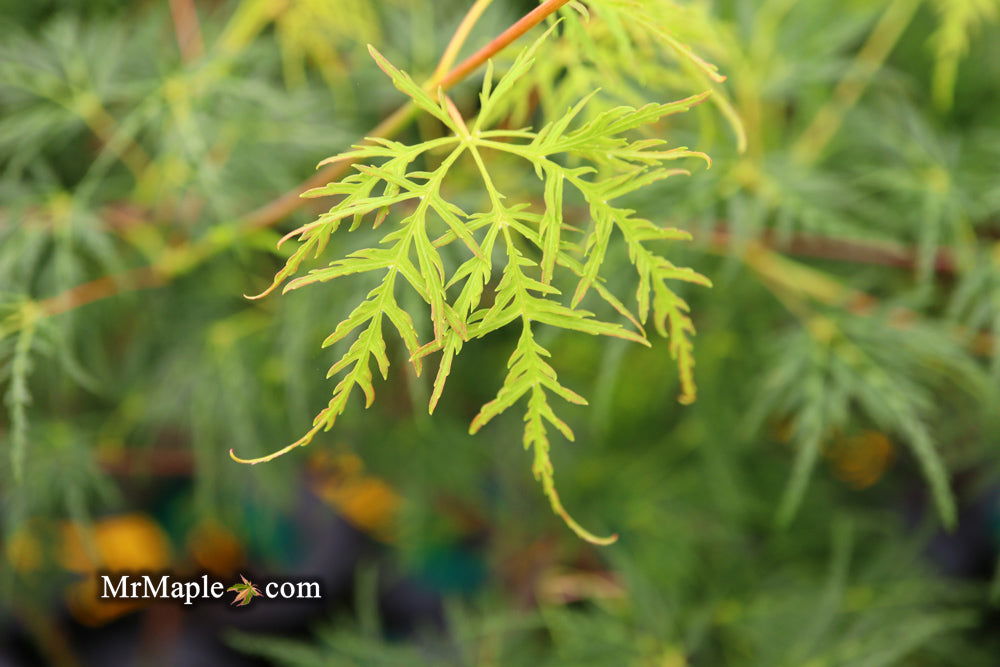 - Acer palmatum 'Emerald Lace' Japanese Maple - Mr Maple │ Buy Japanese Maple Trees