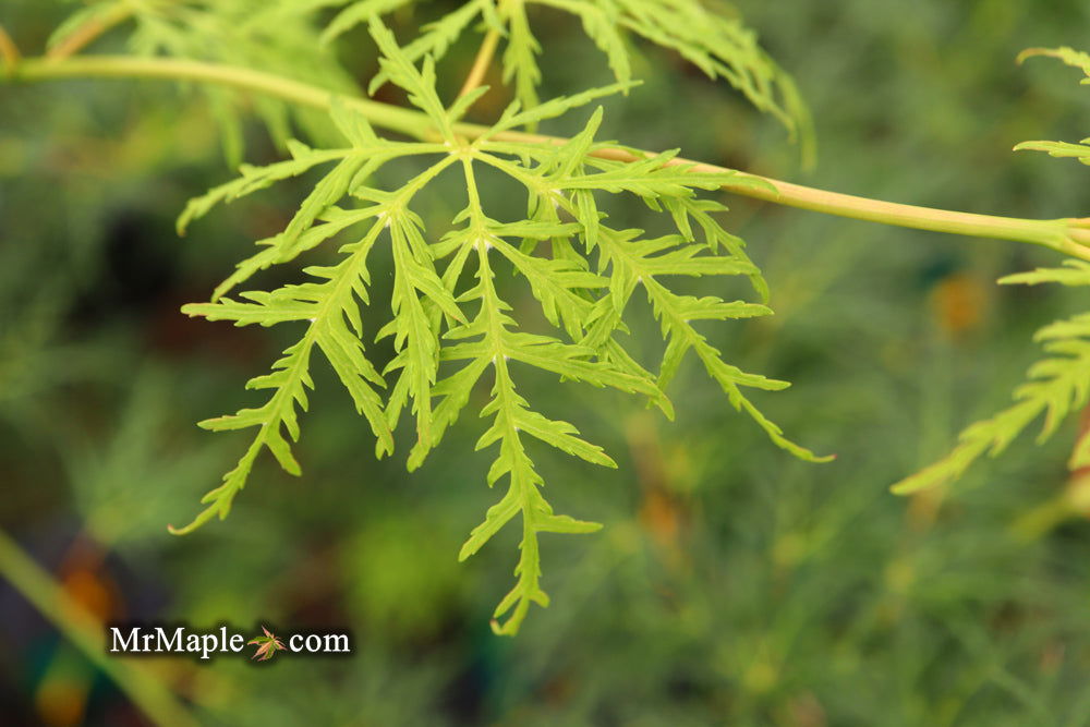 - Acer palmatum 'Emerald Lace' Japanese Maple - Mr Maple │ Buy Japanese Maple Trees