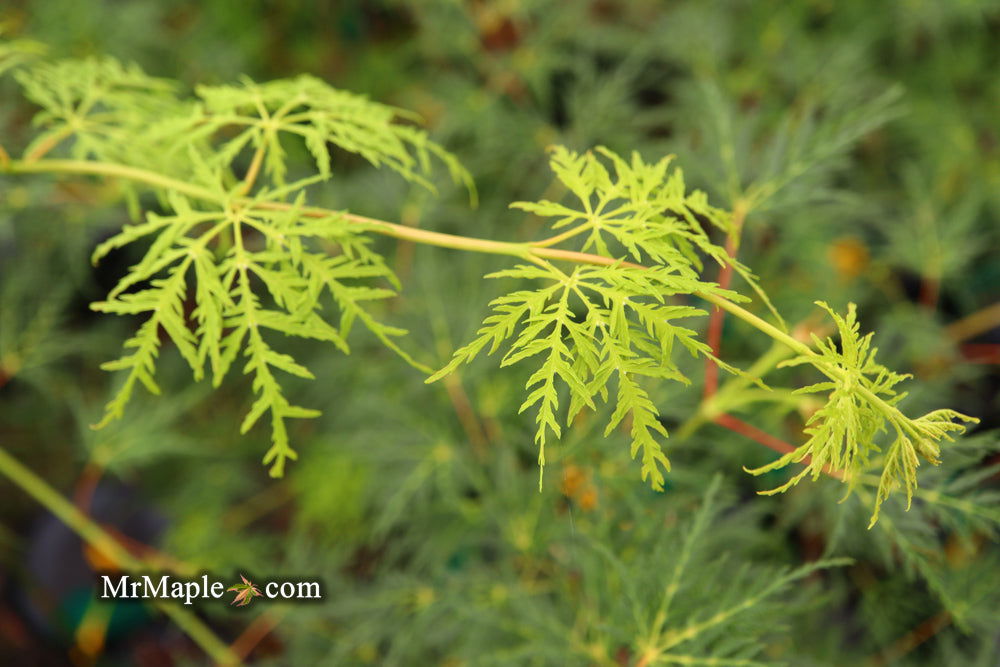 - Acer palmatum 'Emerald Lace' Japanese Maple - Mr Maple │ Buy Japanese Maple Trees