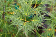 - Acer palmatum 'Emerald Lace' Japanese Maple - Mr Maple │ Buy Japanese Maple Trees