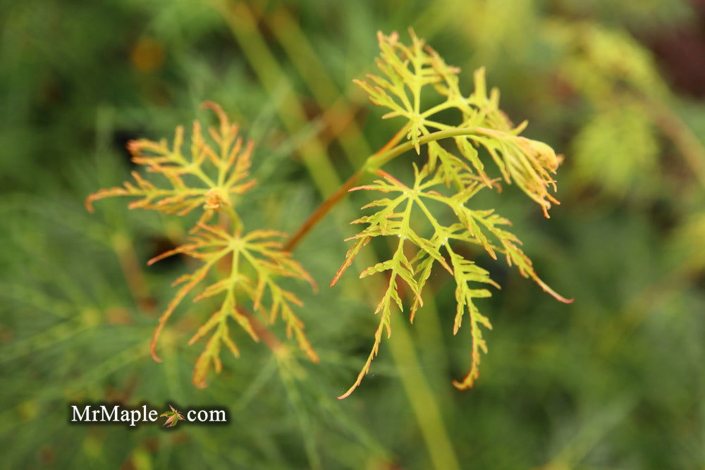 - Acer palmatum 'Emerald Lace' Japanese Maple - Mr Maple │ Buy Japanese Maple Trees