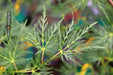 - Acer palmatum 'Emerald Lace' Japanese Maple - Mr Maple │ Buy Japanese Maple Trees