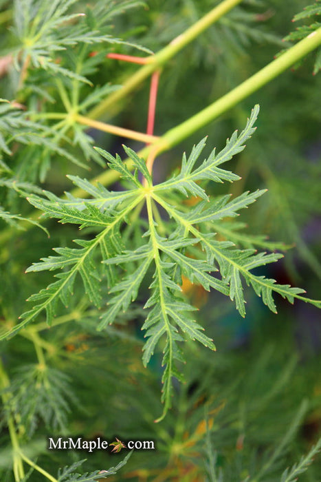 - Acer palmatum 'Emerald Lace' Japanese Maple - Mr Maple │ Buy Japanese Maple Trees