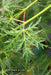 - Acer palmatum 'Emerald Lace' Japanese Maple - Mr Maple │ Buy Japanese Maple Trees