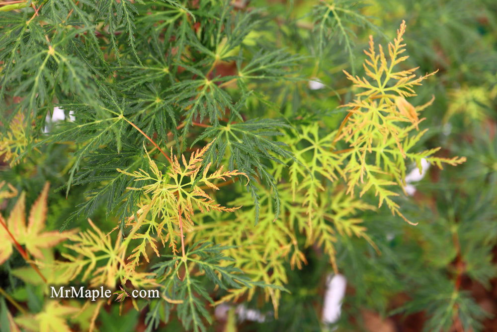 - Acer palmatum 'Emerald Lace' Japanese Maple - Mr Maple │ Buy Japanese Maple Trees