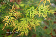 - Acer palmatum 'Emerald Lace' Japanese Maple - Mr Maple │ Buy Japanese Maple Trees