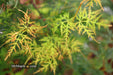 - Acer palmatum 'Emerald Lace' Japanese Maple - Mr Maple │ Buy Japanese Maple Trees