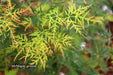 - Acer palmatum 'Emerald Lace' Japanese Maple - Mr Maple │ Buy Japanese Maple Trees