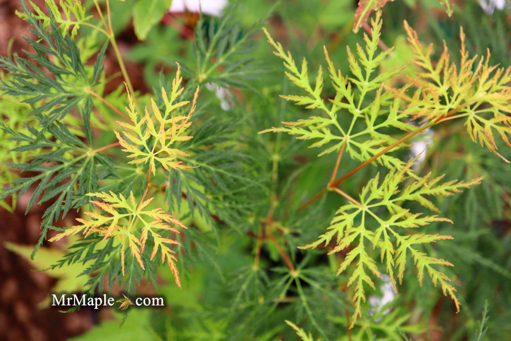 - Acer palmatum 'Emerald Lace' Japanese Maple - Mr Maple │ Buy Japanese Maple Trees