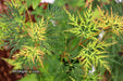 - Acer palmatum 'Emerald Lace' Japanese Maple - Mr Maple │ Buy Japanese Maple Trees