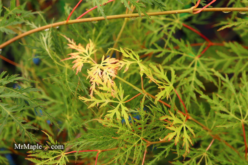 - Acer palmatum 'Emerald Lace' Japanese Maple - Mr Maple │ Buy Japanese Maple Trees