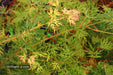 - Acer palmatum 'Emerald Lace' Japanese Maple - Mr Maple │ Buy Japanese Maple Trees