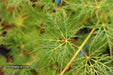 - Acer palmatum 'Emerald Lace' Japanese Maple - Mr Maple │ Buy Japanese Maple Trees