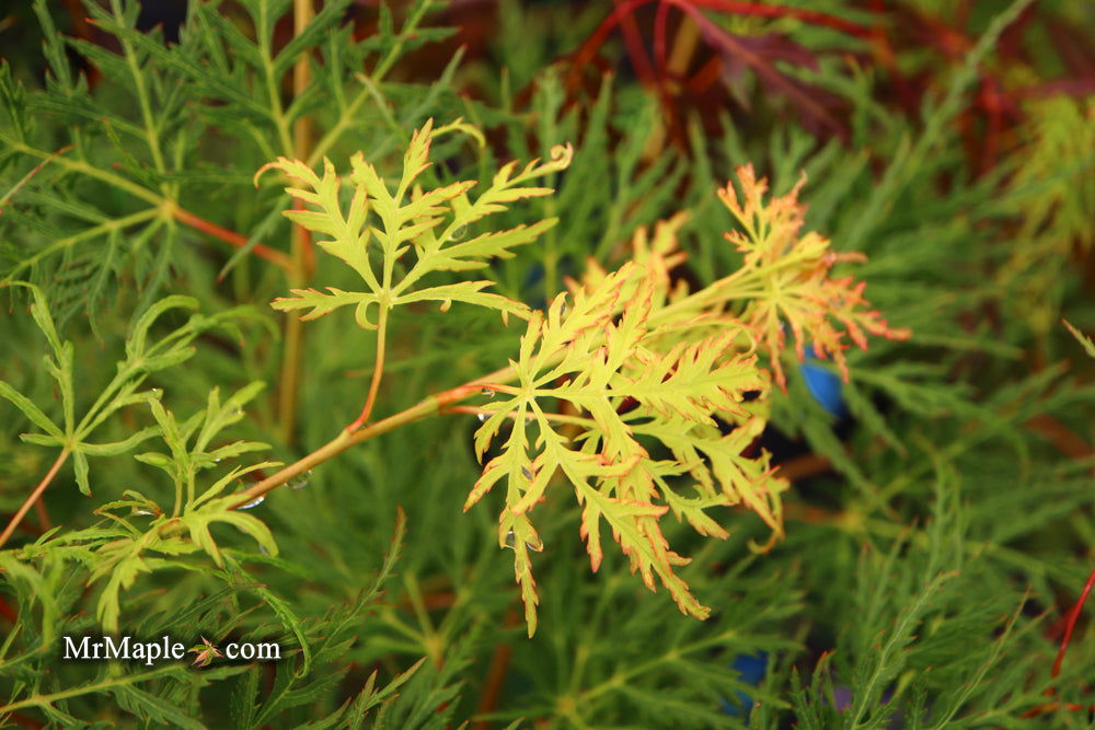 - Acer palmatum 'Emerald Lace' Japanese Maple - Mr Maple │ Buy Japanese Maple Trees