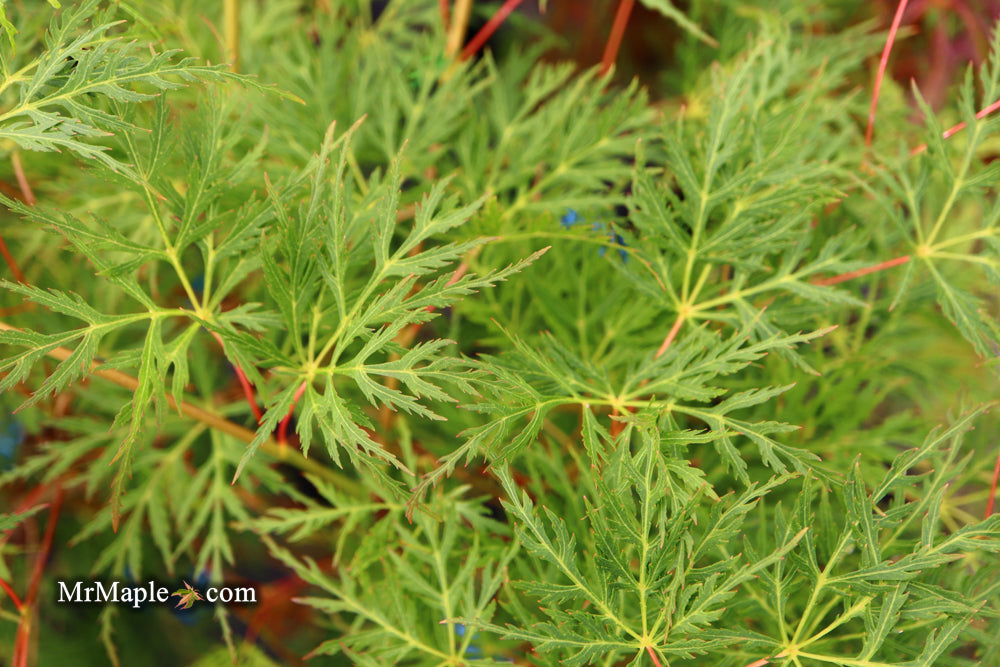 - Acer palmatum 'Emerald Lace' Japanese Maple - Mr Maple │ Buy Japanese Maple Trees