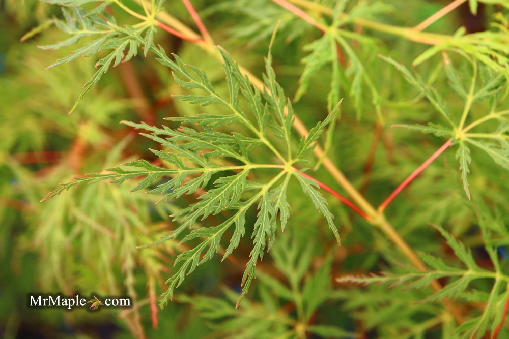 - Acer palmatum 'Emerald Lace' Japanese Maple - Mr Maple │ Buy Japanese Maple Trees