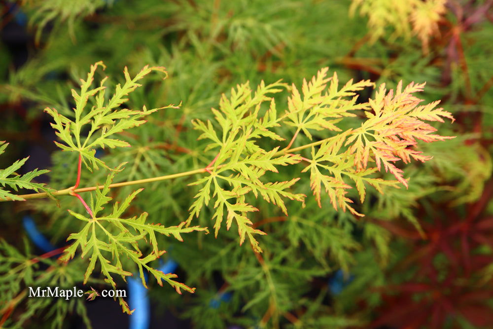 - Acer palmatum 'Emerald Lace' Japanese Maple - Mr Maple │ Buy Japanese Maple Trees