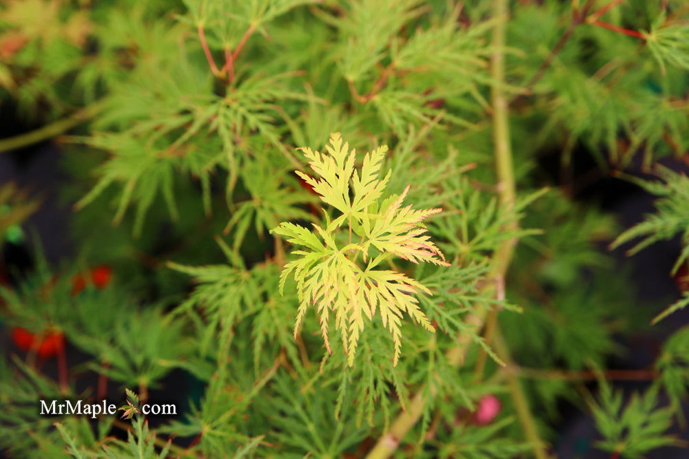 - Acer palmatum 'Emerald Lace' Japanese Maple - Mr Maple │ Buy Japanese Maple Trees