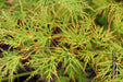 - Acer palmatum 'Emerald Lace' Japanese Maple - Mr Maple │ Buy Japanese Maple Trees