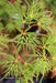 - Acer palmatum 'Emerald Lace' Japanese Maple - Mr Maple │ Buy Japanese Maple Trees