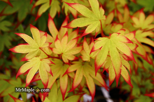 - Acer palmatum 'Emerald Sunset' Japanese Maple - Mr Maple │ Buy Japanese Maple Trees